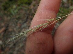 Dichelachne micrantha