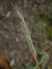 Dichelachne micrantha