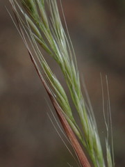 Dichelachne micrantha