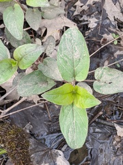 Lysimachia ciliata