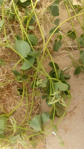 Ipomoea asarifolia image