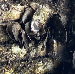 Isognomon alatus