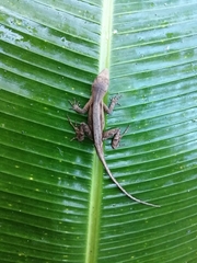 Anolis mccraniei