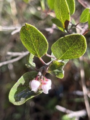 Arctostaphylos hookeri