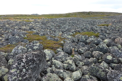 Solidago virgaurea lapponica