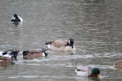 Branta hutchinsii
