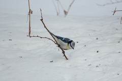 Cyanistes caeruleus × cyanus