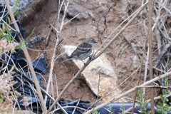 Setophaga coronata