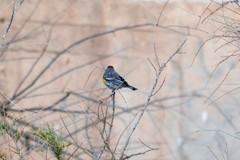 Setophaga coronata