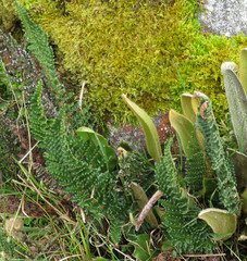 Polystichum orbiculatum