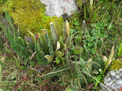 Polystichum orbiculatum