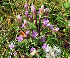 Gentianella columnae