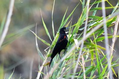 Agelaius phoeniceus