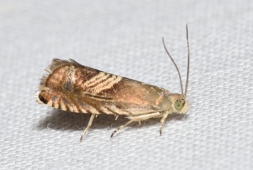 Three-lined Grapholita Moth photo 5