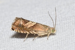 Grapholita tristrigana
