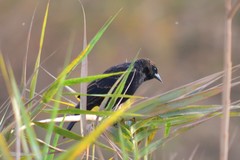 Agelaius phoeniceus