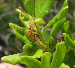 Morella kraussiana