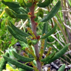 Morella kraussiana
