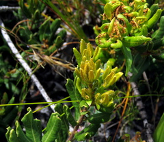 Morella kraussiana