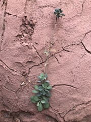 Noccaea fendleri