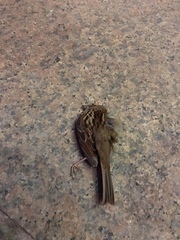 Zonotrichia albicollis