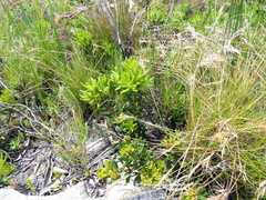Morella kraussiana