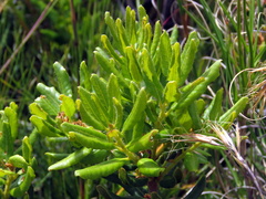 Morella kraussiana