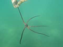 Ophiopsammus maculata