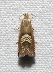 Grapholita tristrigana