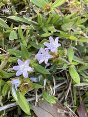 Richardia grandiflora