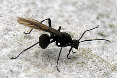 Polyrhachis armata
