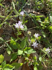 Richardia grandiflora