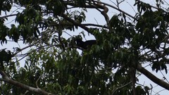 Cephalopterus ornatus