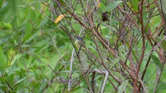 Todirostrum maculatum