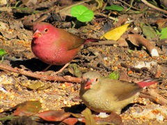 Lagonosticta senegala rendalli
