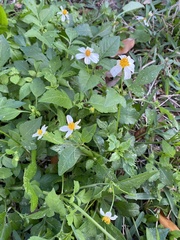 Bidens alba