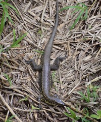 Tupinambis teguixin