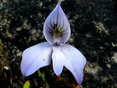 Disa maculata