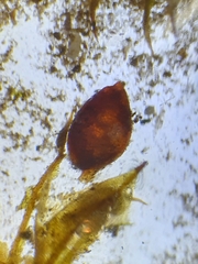 Microbryum floerkeanum