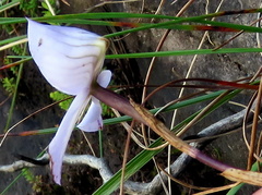 Disa maculata