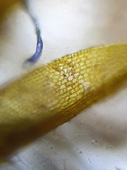 Microbryum floerkeanum