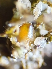 Microbryum floerkeanum