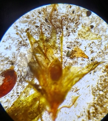 Microbryum floerkeanum