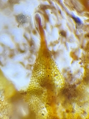 Microbryum floerkeanum