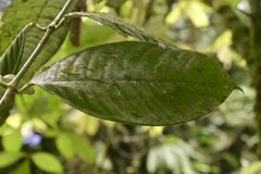 Faramea multiflora