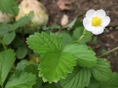 Fragaria vesca