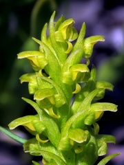 Disa cylindrica