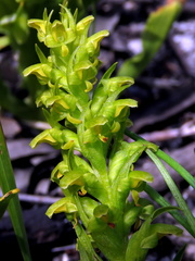 Disa cylindrica