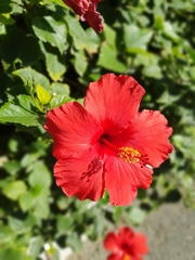 Hibiscus rosa-sinensis