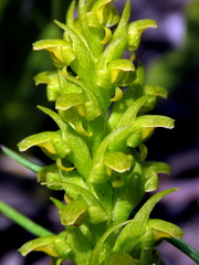 Disa cylindrica